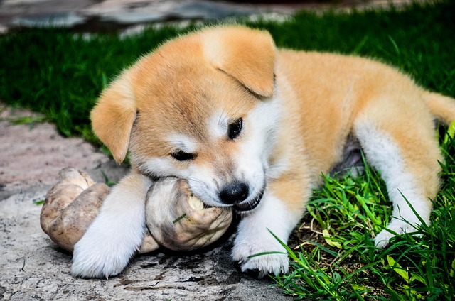 Akita inu je skvělý společník.