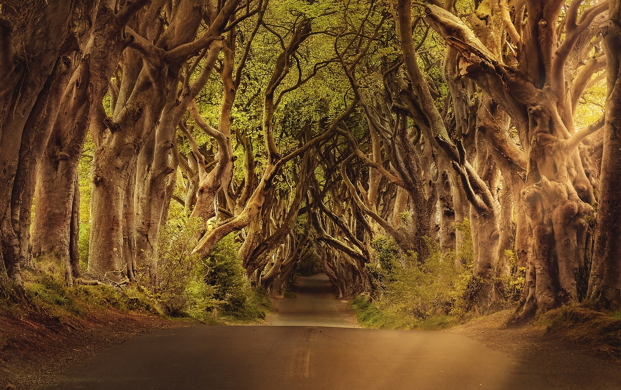 tajemný les